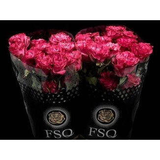 Freshy Grootbloemige Roos “Country Blues” | Kleur: Roze | Herkomst Ecuador | Lengte ± 60 centimeter | Per 20 verse bloemen