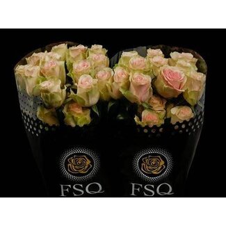 Freshy Grootbloemige Roos “Frutteto” | Kleur: Roze | Herkomst Ecuador | Lengte ± 70 centimeter | Per 20 verse bloemen