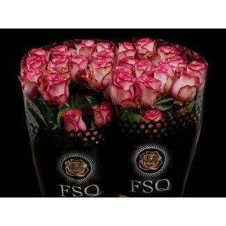 Freshy Grootbloemige Roos “Carousell” | Kleur: Roze | Herkomst Ecuador | Lengte ± 40 centimeter | Per 20 verse bloemen