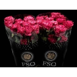 Freshy Grootbloemige Roos “Country Blues” | Kleur: Roze | Herkomst Ecuador | Lengte ± 70 centimeter | Per 20 verse bloemen