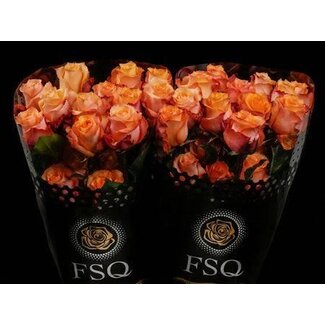 Freshy Grootbloemige Roos “Twilight” | Kleur: Oranje | Herkomst Ecuador | Lengte ± 40 centimeter | Per 20 verse bloemen