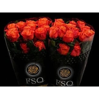 Freshy Grootbloemige Roos “Orange Crush” | Kleur: Oranje | Herkomst Ecuador | Lengte ± 50 centimeter | Per 20 verse bloemen