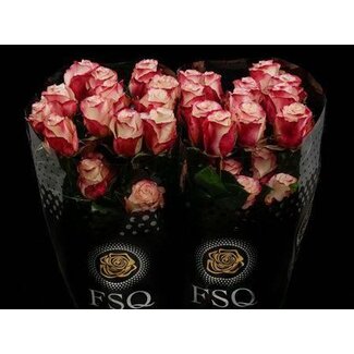 Freshy Grootbloemige Roos “Sweetness” | Kleur: Wit Roze | Herkomst Ecuador | Lengte ± 50 centimeter | Per 20 verse bloemen