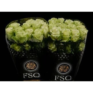 Freshy Grootbloemige Roos “Lemonade” | Kleur: Groen | Herkomst Ecuador | Lengte ± 70 centimeter | Per 20 verse bloemen