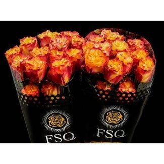 Freshy R Eq Sunset X-pression