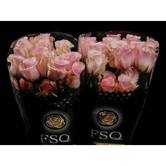 Freshy Grootbloemige Roos “Titanic” | Kleur: Roze | Herkomst Ecuador | Lengte ± 50 centimeter | Per 20 verse bloemen