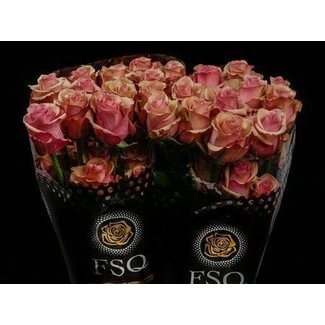 Freshy Grootbloemige Roos “Vintage” | Kleur: Oranje | Herkomst Ecuador | Lengte ± 50 centimeter | Per 20 verse bloemen