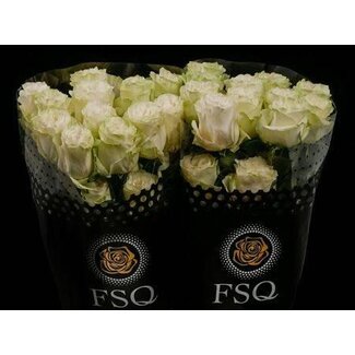 Freshy Grootbloemige Roos “Moonstone” | Kleur: Wit | Herkomst Ecuador | Lengte ± 80 centimeter | Per 20 verse bloemen