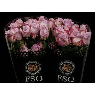 Freshy Grootbloemige Roos “Ocean Song” | Kleur: Paars | Herkomst Ecuador | Lengte ± 50 centimeter | Per 20 verse bloemen