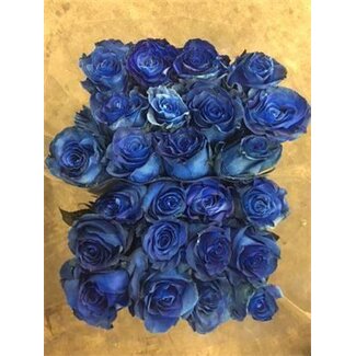 Freshy Grootbloemige Roos “Mondial Blue” | Kleur: Kleurbehandeld Blauw | Lengte ± 60 centimeter | Per 25 verse bloemen