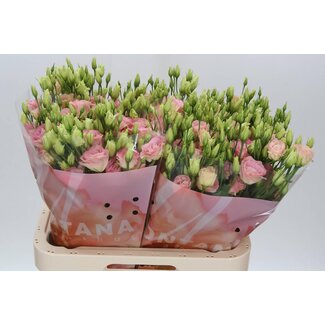 Freshy Eustoma Gevuld Rosi Champagne