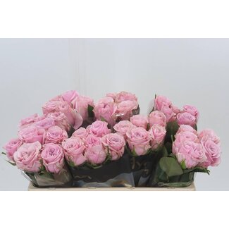 Freshy Grootbloemige Roos “Addicted 2 Love” | Kleur: Paars | Lengte ± 50 centimeter | Per 10 verse bloemen