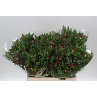 Freshy Korte Alstroemeria “Casanova” | Kleur: Roze | Lengte ± 60 centimeter | Per 20 stelen verse bloemen