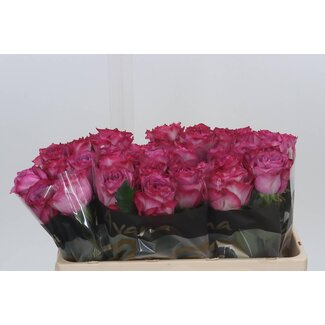 Freshy Grootbloemige Roos “Garcia” | Kleur: Paars | Lengte ± 50 centimeter | Per 10 verse bloemen
