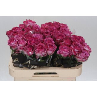 Freshy Grootbloemige Roos “Garcia” | Kleur: Paars | Lengte ± 60 centimeter | Per 10 verse bloemen