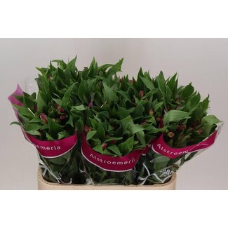 Freshy Alstroemeria “Casanova” | Kleur: Roze | Lengte ± 75 centimeter | Per 10 stelen verse bloemen