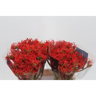 Freshy Jatropha P Firecrack