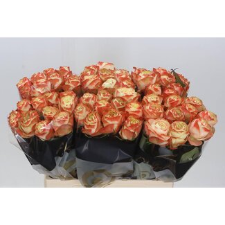 Freshy Grootbloemige Roos “Karma-bb” | Kleur: Oranje | Lengte ± 60 centimeter | Per 10 verse bloemen