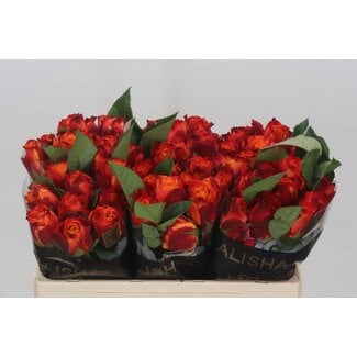 Freshy Grootbloemige Roos “Atomic” | Kleur: Rood | Lengte ± 50 centimeter | Per 20 verse bloemen