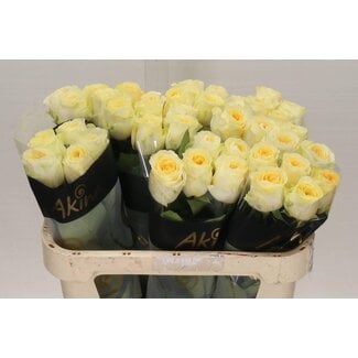 Freshy Grootbloemige Roos “Buttercup” | Kleur: Oranje | Lengte ± 70 centimeter | Per 10 verse bloemen