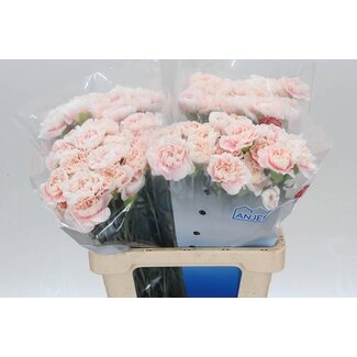 Freshy Hollandse Anjer “Altair” | Kleur: Roze | Lengte ± 60 centimeter | Per 20 verse bloemen