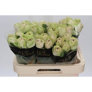 Freshy Grootbloemige Roos “Magique” | Kleur: Wit | Lengte ± 60 centimeter | Per 10 verse bloemen