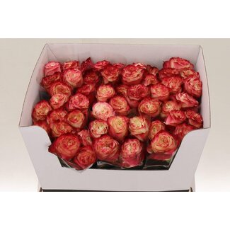 Freshy Rosa Apple Jack