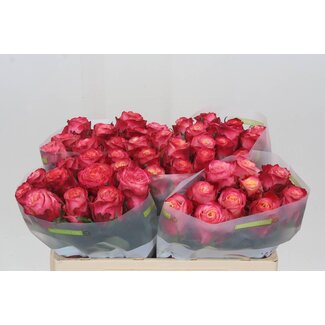 Freshy Grootbloemige Roos “Mai Tai” | Kleur: Roze | Lengte ± 50 centimeter | Per 20 verse bloemen