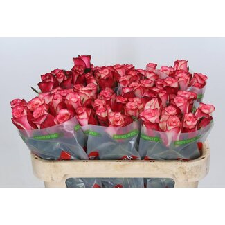 Freshy Grootbloemige Roos “Spark Condor” | Kleur: Roze | Lengte ± 70 centimeter | Per 10 verse bloemen