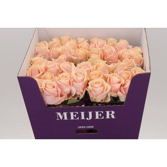 Freshy Grootbloemige Roos “Pearl Avalanche” | Kleur: Roze | Lengte ± 80 centimeter | Per 10 verse bloemen