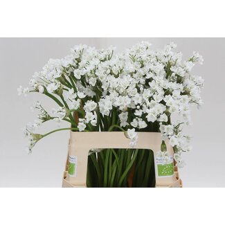 Freshy Allium Flocon