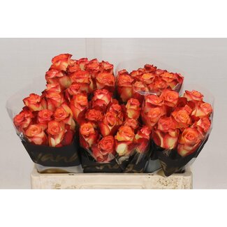 Freshy Grootbloemige Roos “Habari” | Kleur: Oranje | Lengte ± 50 centimeter | Per 20 verse bloemen