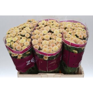 Freshy Chrysant santini Miller Apricot