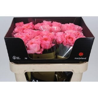 Freshy Grootbloemige Roos XL “Mayfield” | Kleur: Roze | Lengte ± 70 centimeter | Per 10 verse bloemen