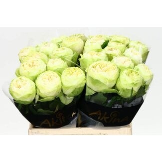 Freshy Grootbloemige Roos “White Kahala” | Kleur: Wit | Lengte ± 40 centimeter | Per 20 verse bloemen