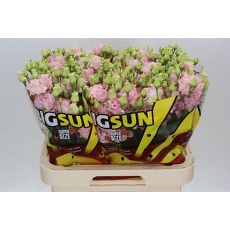 Freshy Eustoma Lisianthus Gevuld “Alissa Pink” | Kleur: Roze | Lengte ± 70 centimeter | Per 10 stelen verse bloemen