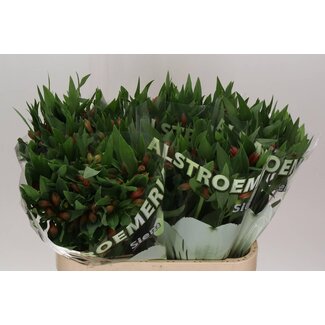 Freshy Alstroemeria “Estee” | Kleur: Rood | Lengte ± 75 centimeter | Per 10 stelen verse bloemen
