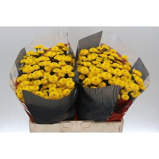 Freshy Chrysanthemum Chrysant Santini XL “Aurinko” | Kleur: Geel | Lengte ± 55 centimeter | Per 25 stelen verse bloemen