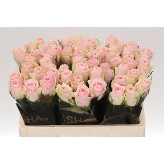 Freshy Grootbloemige Roos “Duchesse” | Kleur: Roze | Lengte ± 50 centimeter | Per 20 verse bloemen