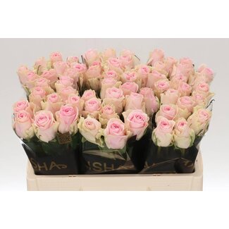 Freshy Rosa Duchesse