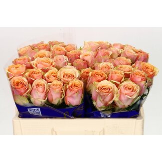 Freshy Grootbloemige Roos “Dividend” | Kleur: Roze | Lengte ± 50 centimeter | Per 10 verse bloemen