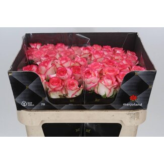 Freshy Rosa Jumilia X L