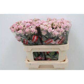 Freshy Hollandse Trosroos “Leila” | Kleur: Paars | Lengte ± 80 centimeter | Per 10 verse bloemen