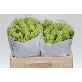 Freshy Hyacinth China White