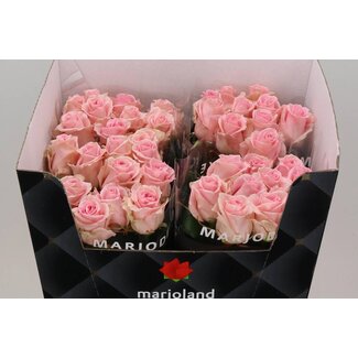 Freshy Grootbloemige Roos XL “Sweet Dolomiti” | Kleur: Roze | Lengte ± 80 centimeter | Per 10 verse bloemen