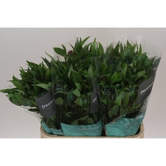 Freshy Alstroemeria “Morado” | Kleur: Paars | Lengte ± 75 centimeter | Per 10 stelen verse bloemen