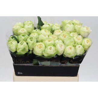 Freshy Grootbloemige Roos “White Kahala” | Kleur: Wit | Lengte ± 60 centimeter | Per 10 verse bloemen