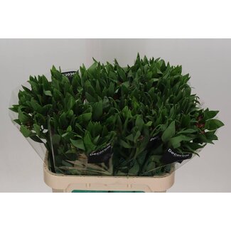 Freshy Alstroemeria “Nadya” | Kleur: Rood | Lengte ± 75 centimeter | Per 10 stelen verse bloemen