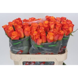 Freshy Grootbloemige Roos “Confidential” | Kleur: Oranje | Lengte ± 70 centimeter | Per 10 verse bloemen