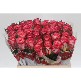 Freshy Grootbloemige Roos “Spark Condor” | Kleur: Roze | Lengte ± 40 centimeter | Per 20 verse bloemen